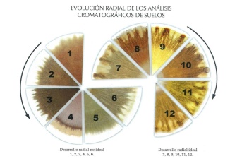 Evolución radial cromas